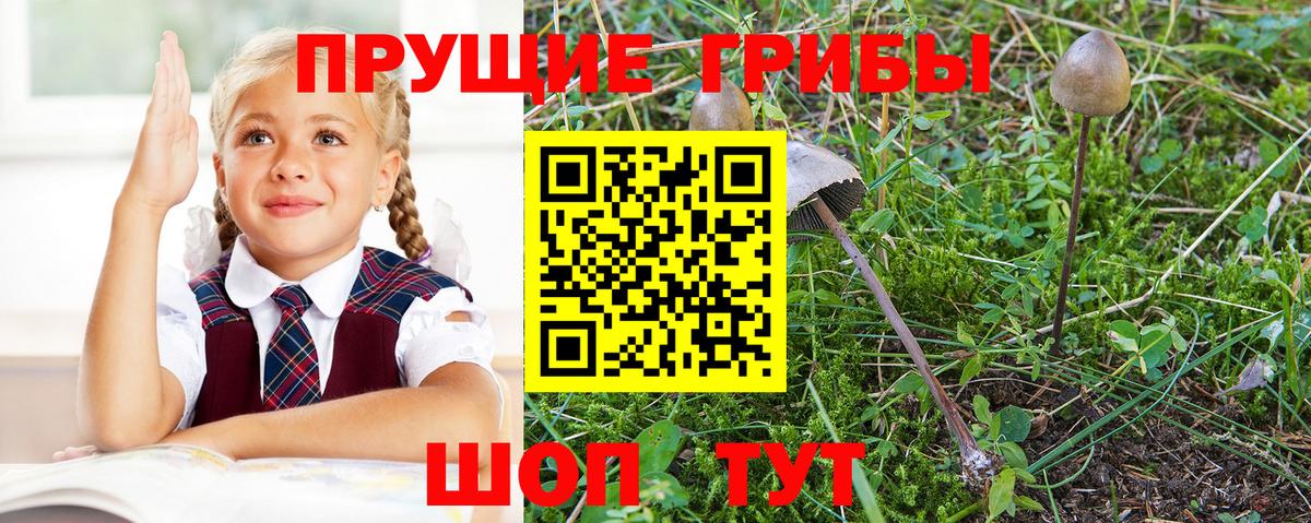 Губкин  Галлюциногенные грибы прущие грибы  Псилоцибиновые грибы Magic Shrooms  Вход с VPN 